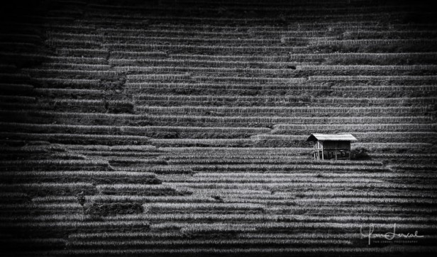 Shelter in the rice fields